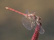 J15B0350 Sympetrum sinaiticum male